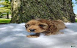 Cavalier King Charles Spaniel dogs for sale: Dos - Image 5