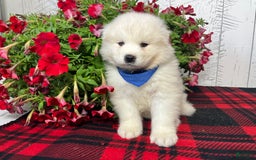 Samoyed dogs for sale: Waldo - Image 3