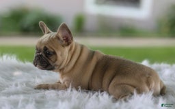 French Bulldog dogs for sale: Tank - Image 2