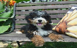 Mini Bernedoodle dogs for sale: Boscoe - Image 6