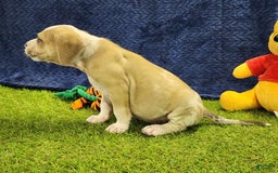 Catahoula Leopard Dog dogs for sale: Tess 2025 Male 3 - Image 14