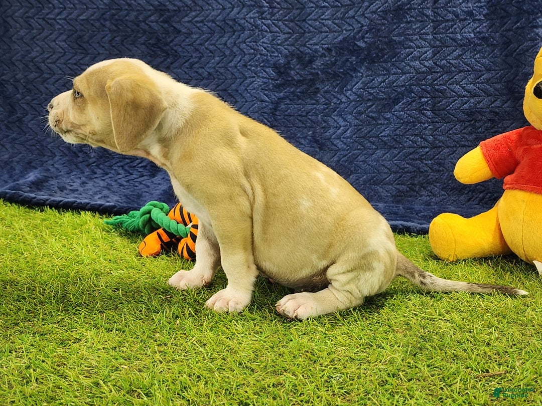 Catahoula Leopard Dog dogs for sale: Tess 2025 Male 3 - Image 14