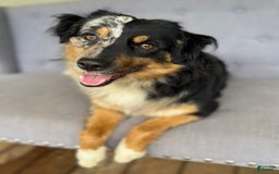 Miniature Australian Shepherd dogs for sale: Daisy - Image 10