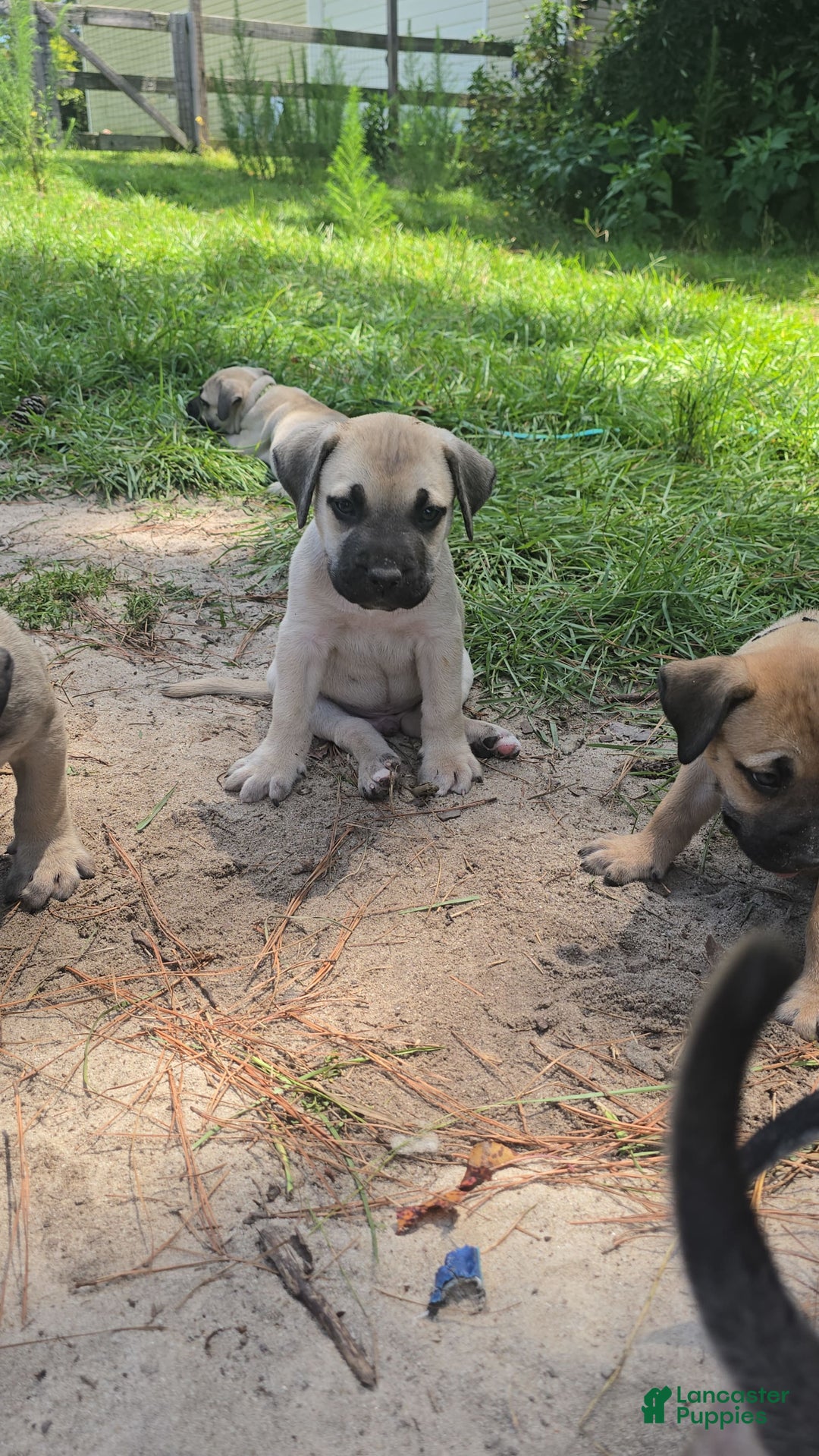 Presa Canario dogs for sale: Perro De Presa Canario - Image 3