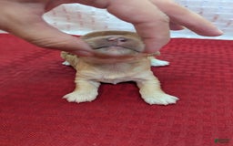 Cockapoo dogs for sale: Gobber - Image 8