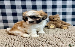 Teddy Bear dogs for sale: Adam - Image 5