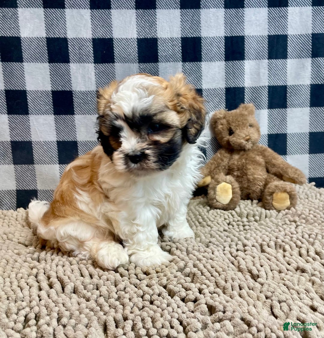 Teddy Bear dogs for sale: Adam - Image 5