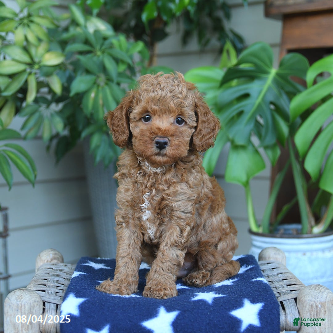 Miniature Poodle dogs for sale: Windson - Image 1
