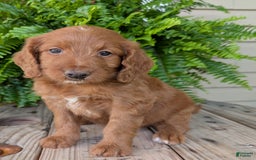 Goldendoodle dogs for sale: Ellie - Image 34