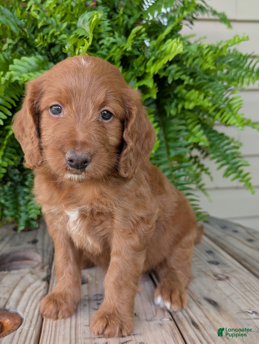 Goldendoodle dogs for sale: Ellie - Image 34
