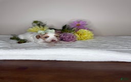 Cavapoo dogs for sale: Freesia - Image 1