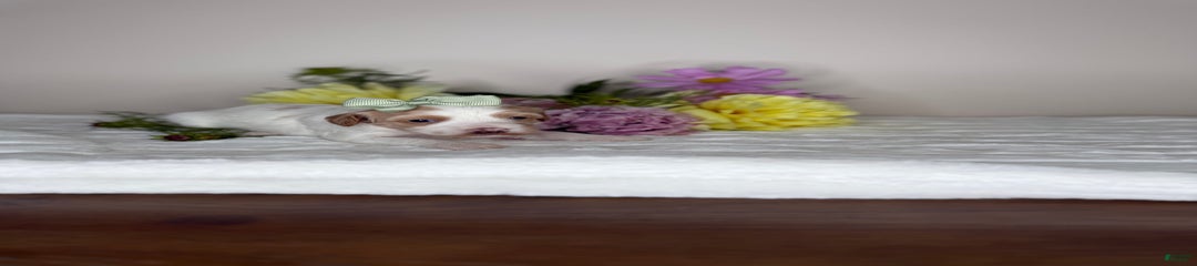 Freesia