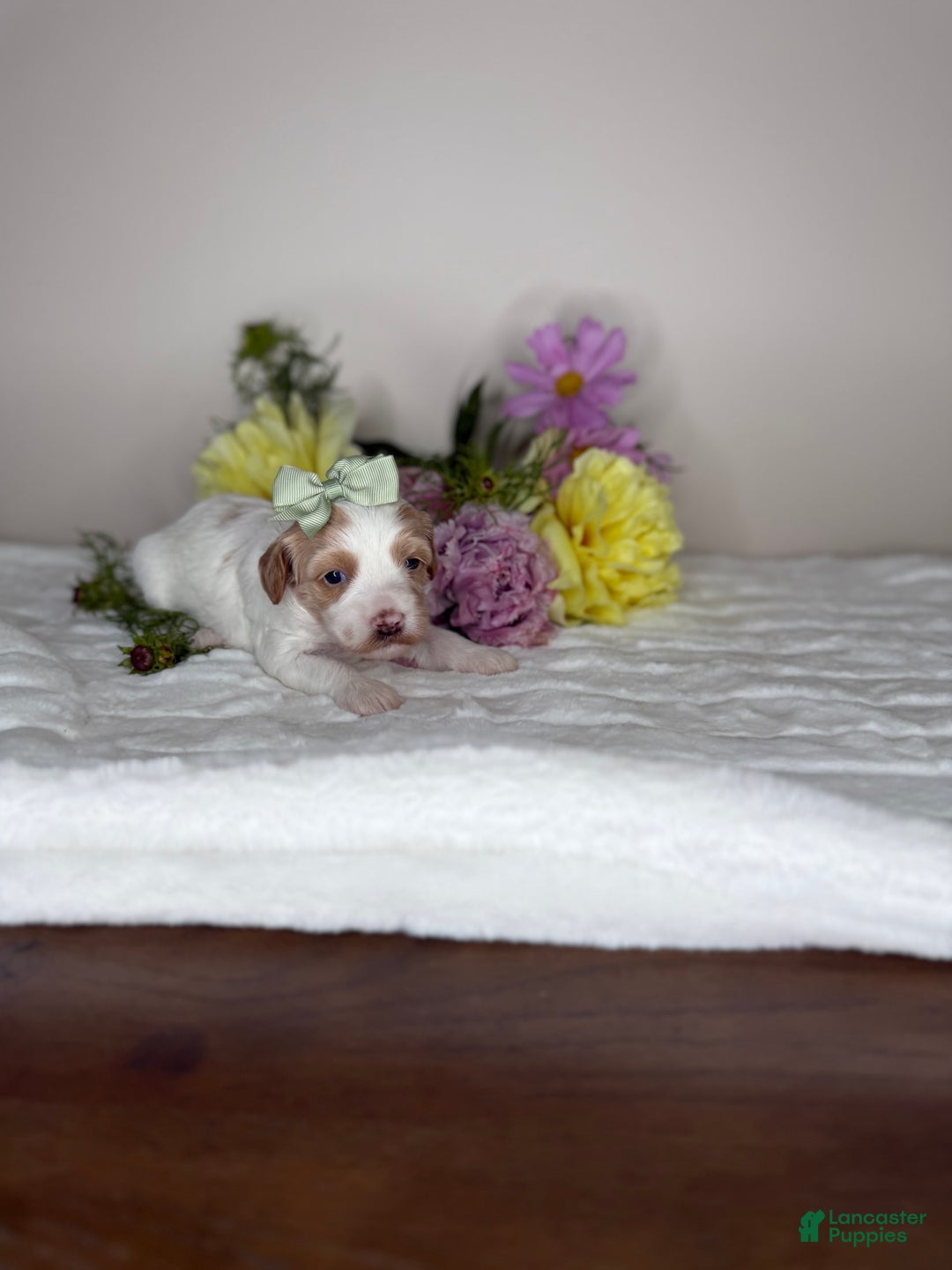 Cavapoo dogs for sale: Freesia - Image 1