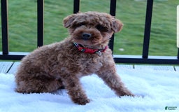 Toy Poodle dogs for sale: Tommy - Image 14