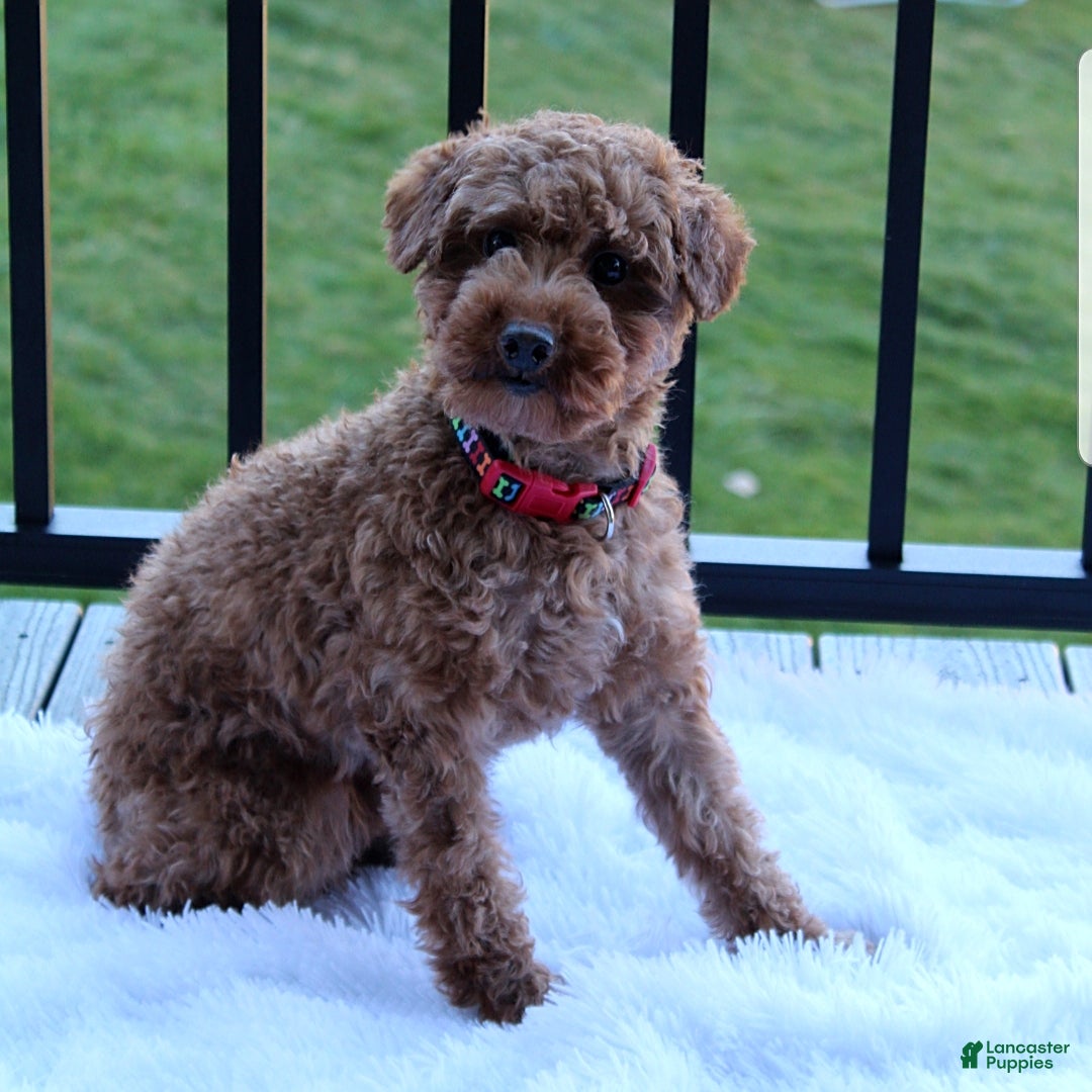 Toy Poodle dogs for sale: Tommy - Image 14