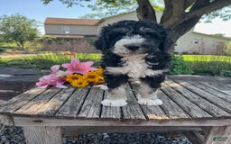 Bernedoodle dogs for sale: Pearl - Image 1