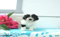 Havanese dogs for sale: Nikki - Image 3