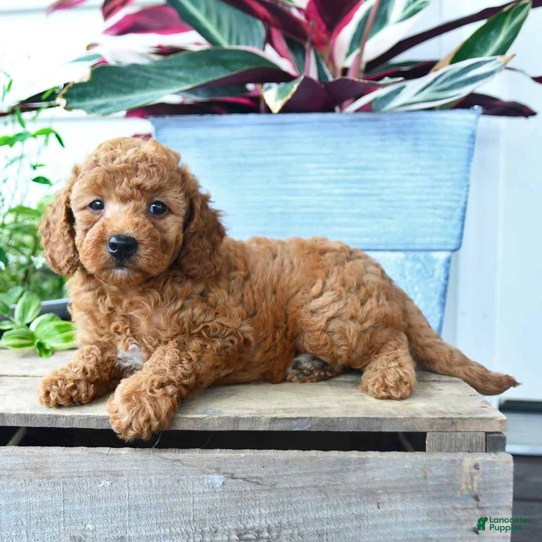 Mini Goldendoodle dogs for sale: Violet - Image 5