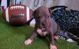 American Bully dogs for sale: Batman - Image 2