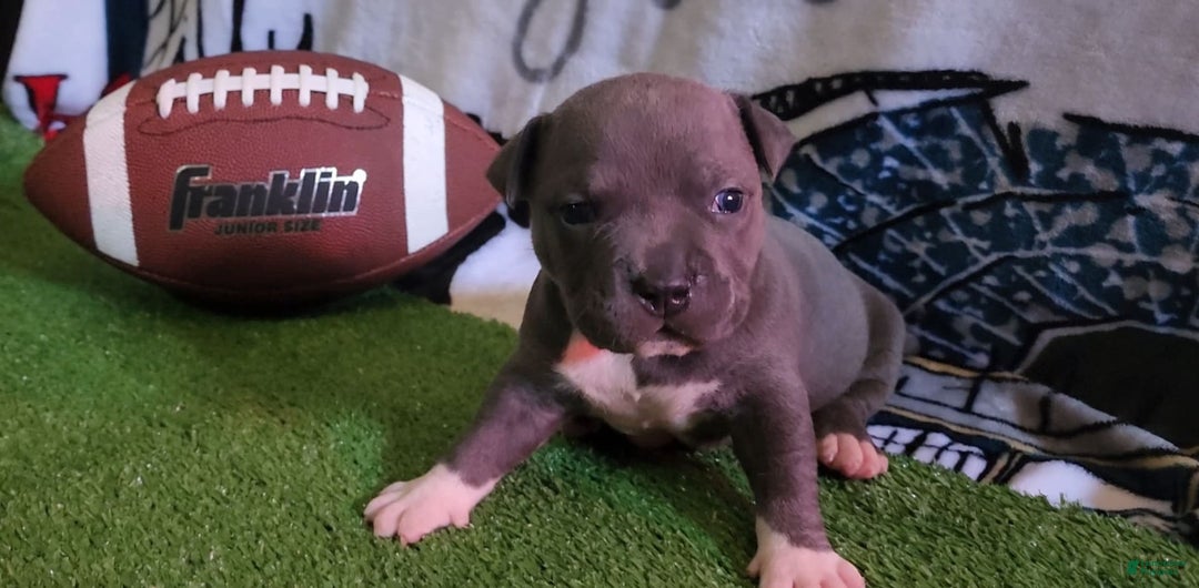 American Bully dogs for sale: Batman - Image 2