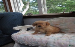 Golden Retriever dogs for sale: Twinkie - Image 25