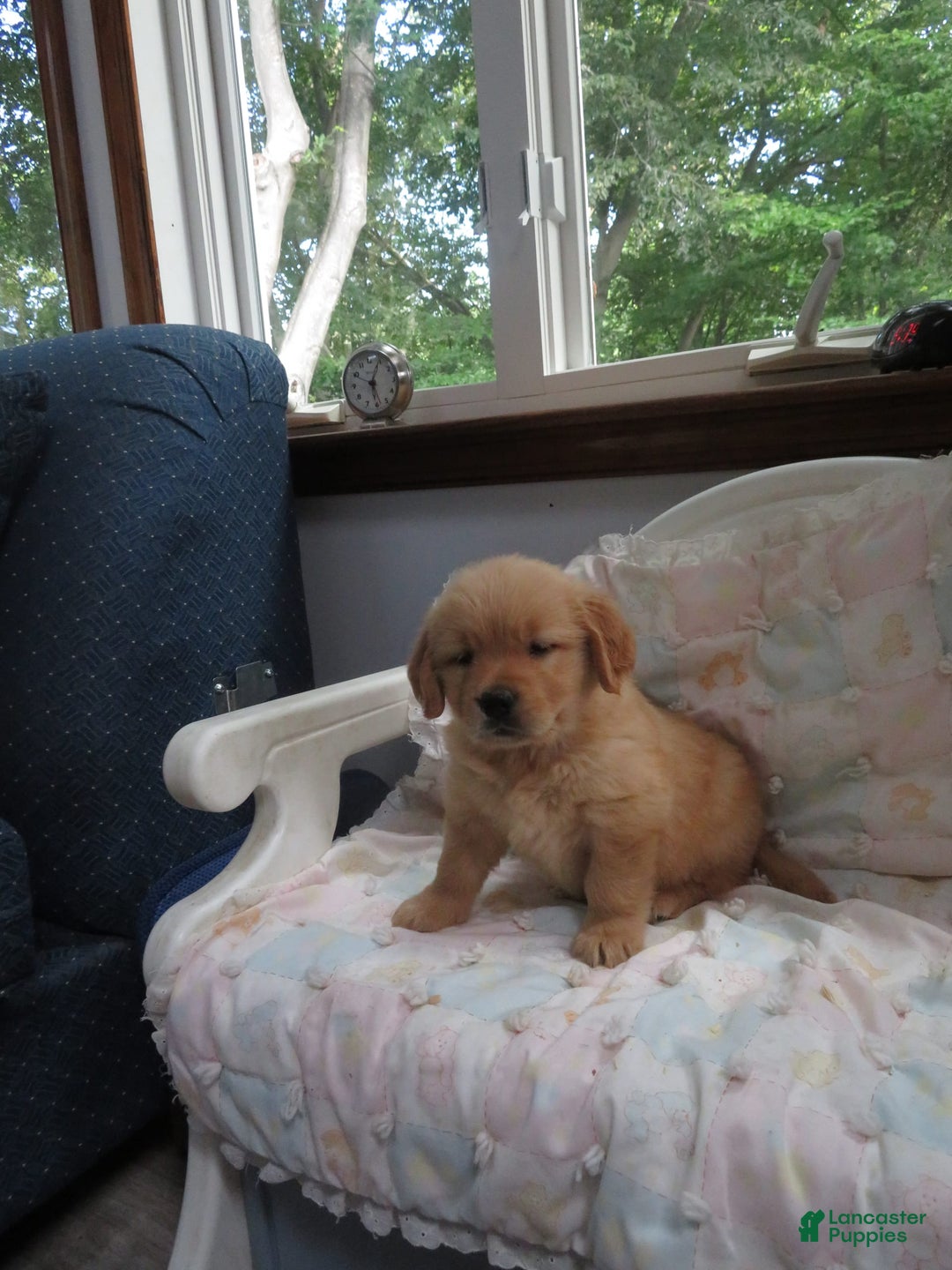 Golden Retriever dogs for sale: Twinkie - Image 25