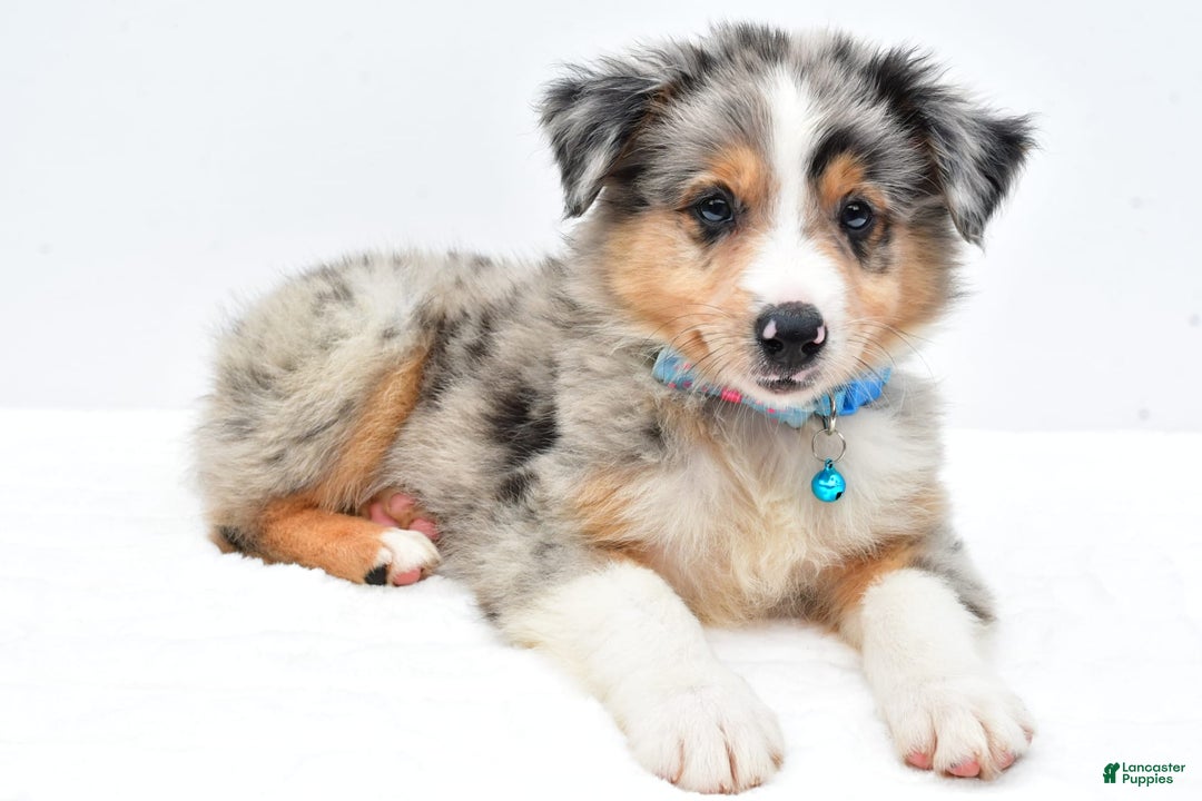 Australian Shepherd dogs for sale: Ronnie - Image 1