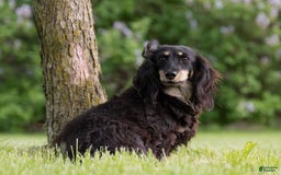 Miniature Dachshund dogs for sale: Davy - Image 3