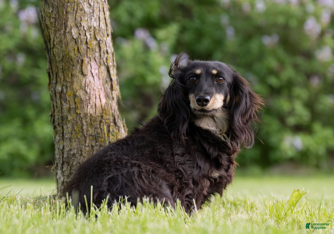 Miniature Dachshund dogs for sale: Davy - Image 3