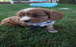 Cavapoo dogs for sale: Toodles - Image 5
