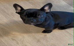 French Bulldog dogs for sale: Queen - Image 2