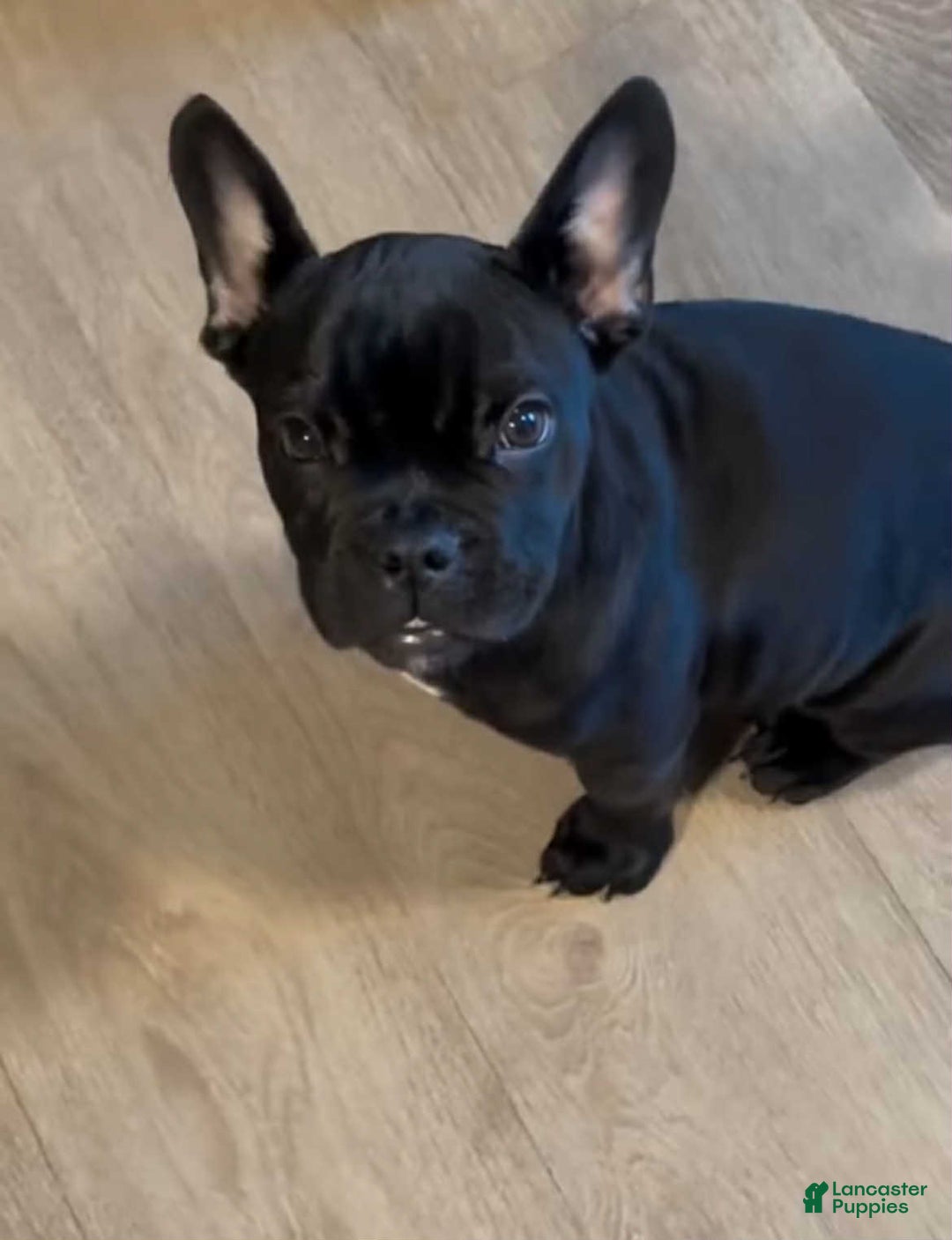 French Bulldog dogs for sale: Queen - Image 2