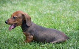 Dachshund dogs for sale: Weston - Image 4