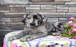 Great Dane dogs for sale: Harmony - Image 3