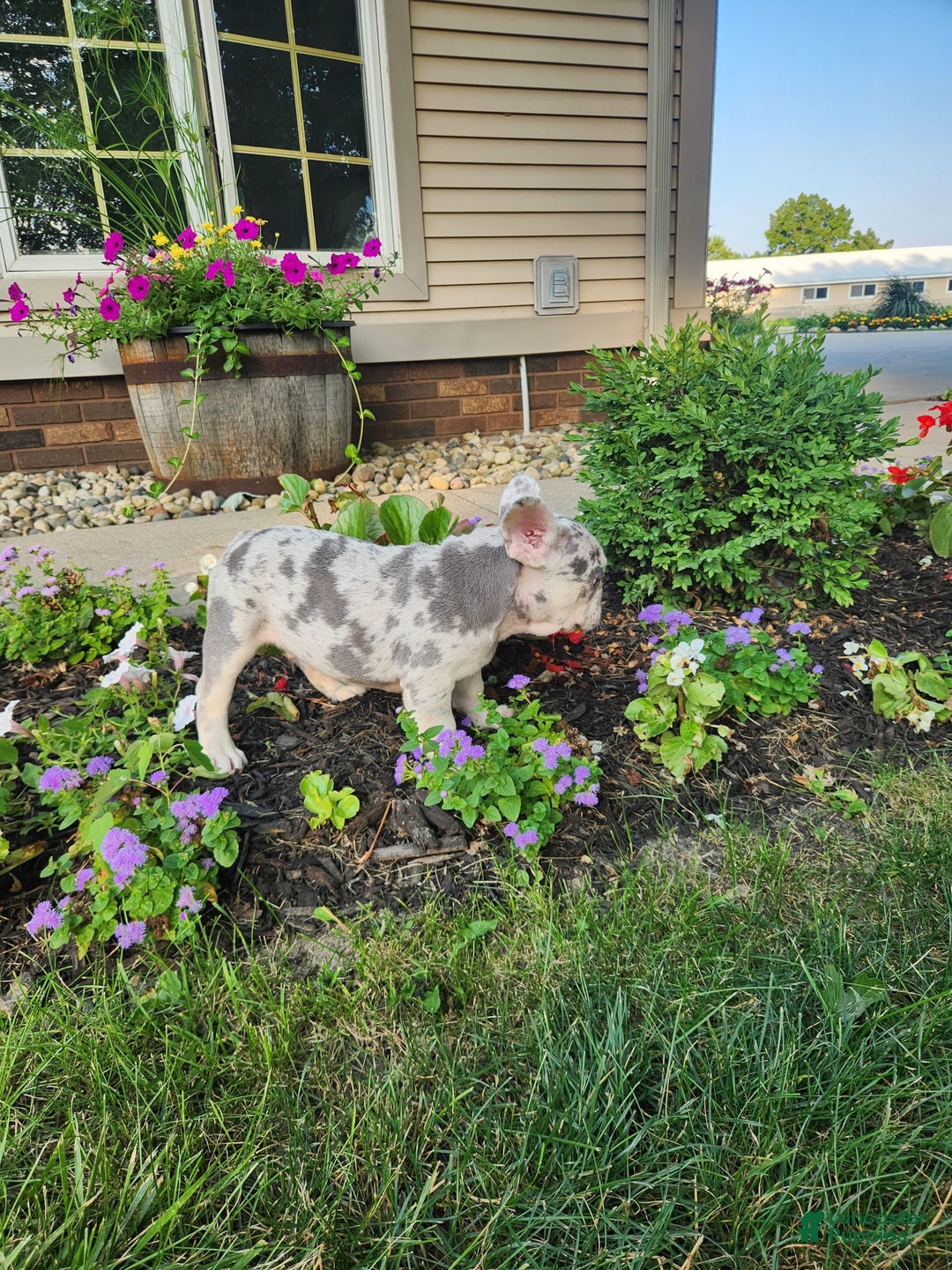 French Bulldog dogs for sale: Charlie - Image 10