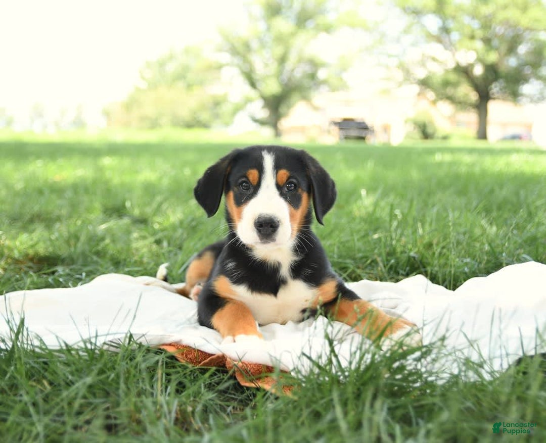 Greater Swiss Mountain Dog dogs for sale: Copper - Image 10
