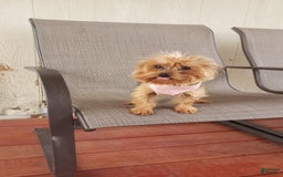 Morkie dogs for sale: Izzy - Image 5