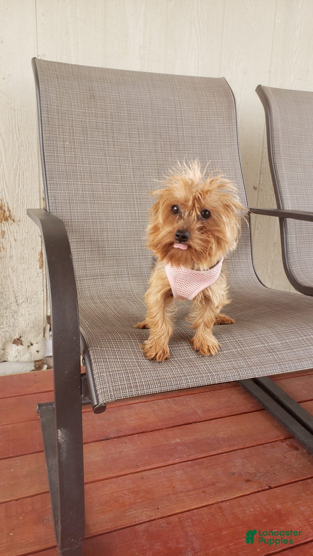 Morkie dogs for sale: Izzy - Image 5
