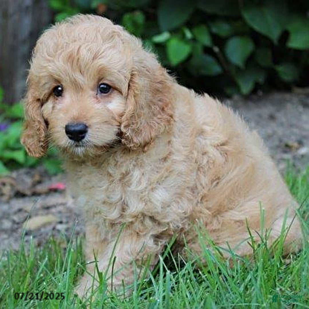 Cockapoo dogs for sale: Oscar - Image 4