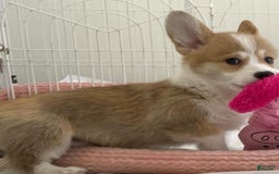 Welsh Corgi Pembroke dogs for sale: Randa - Image 4