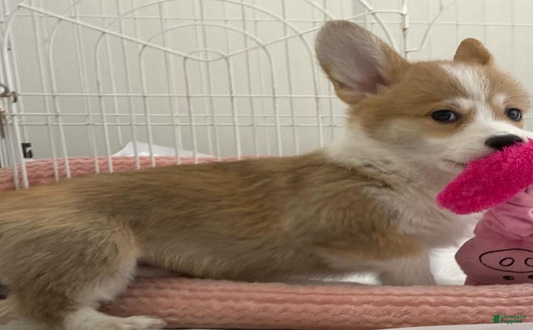 Welsh Corgi Pembroke dogs for sale - Ad 4