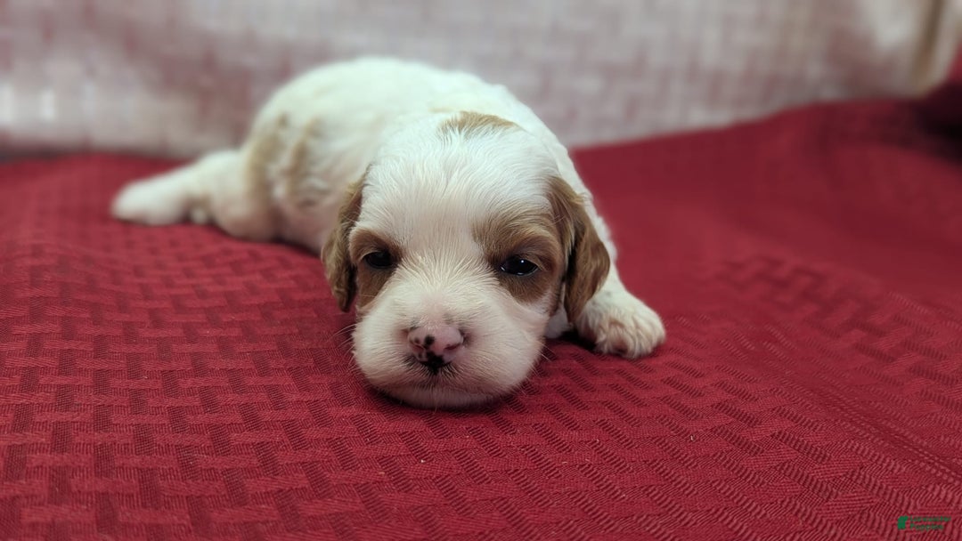 Cavapoo dogs for sale: Buzz - Image 13