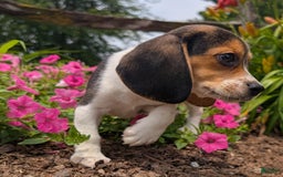 Beagle dogs for sale: Hazelnut - Image 8
