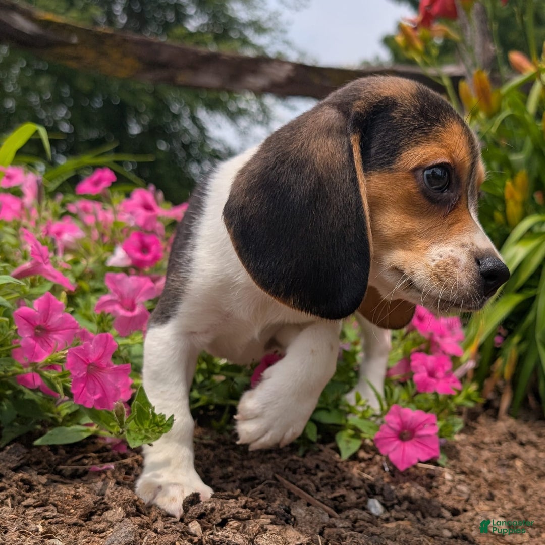Beagle dogs for sale: Hazelnut - Image 8