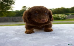 Miniature Dachshund dogs for sale: Spencer - Image 1