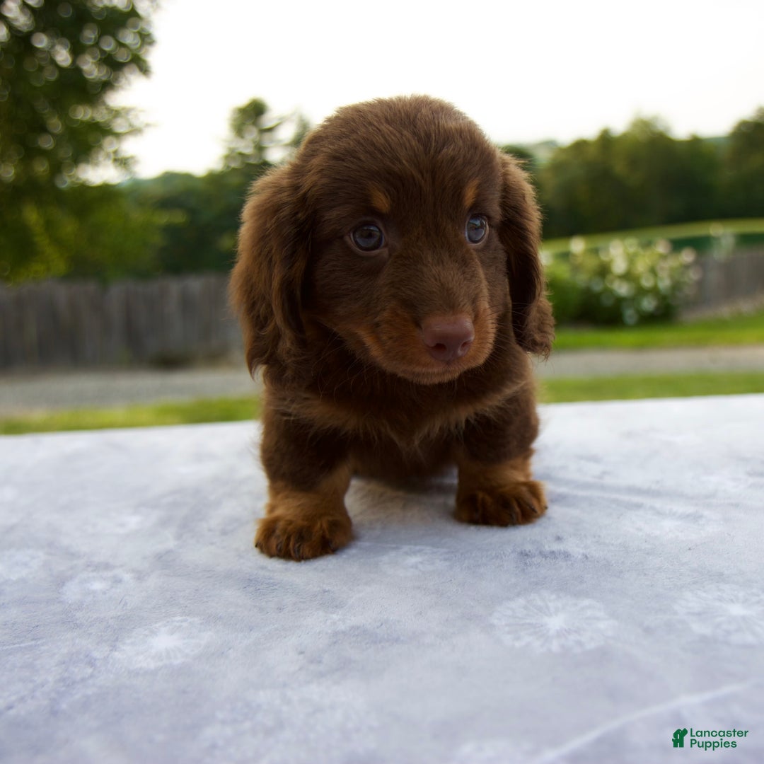 Miniature Dachshund dogs for sale: Spencer - Image 1