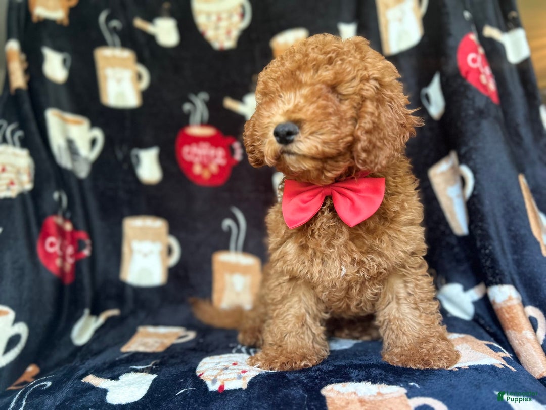 Cavapoo dogs for sale: Phoenix - Image 5