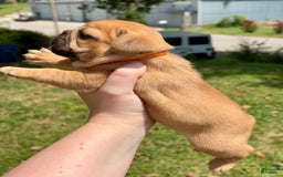 French Bulldog dogs for sale: Nesta - Image 1