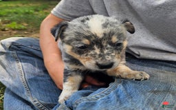 Australian Cattle Dog dogs for sale: Dusty - Image 2