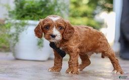 Cavapoo dogs for sale: Bean - Image 9